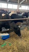 Животноводы запасли больше грубых и сочных кормов, чем им понадобится этой зимой.